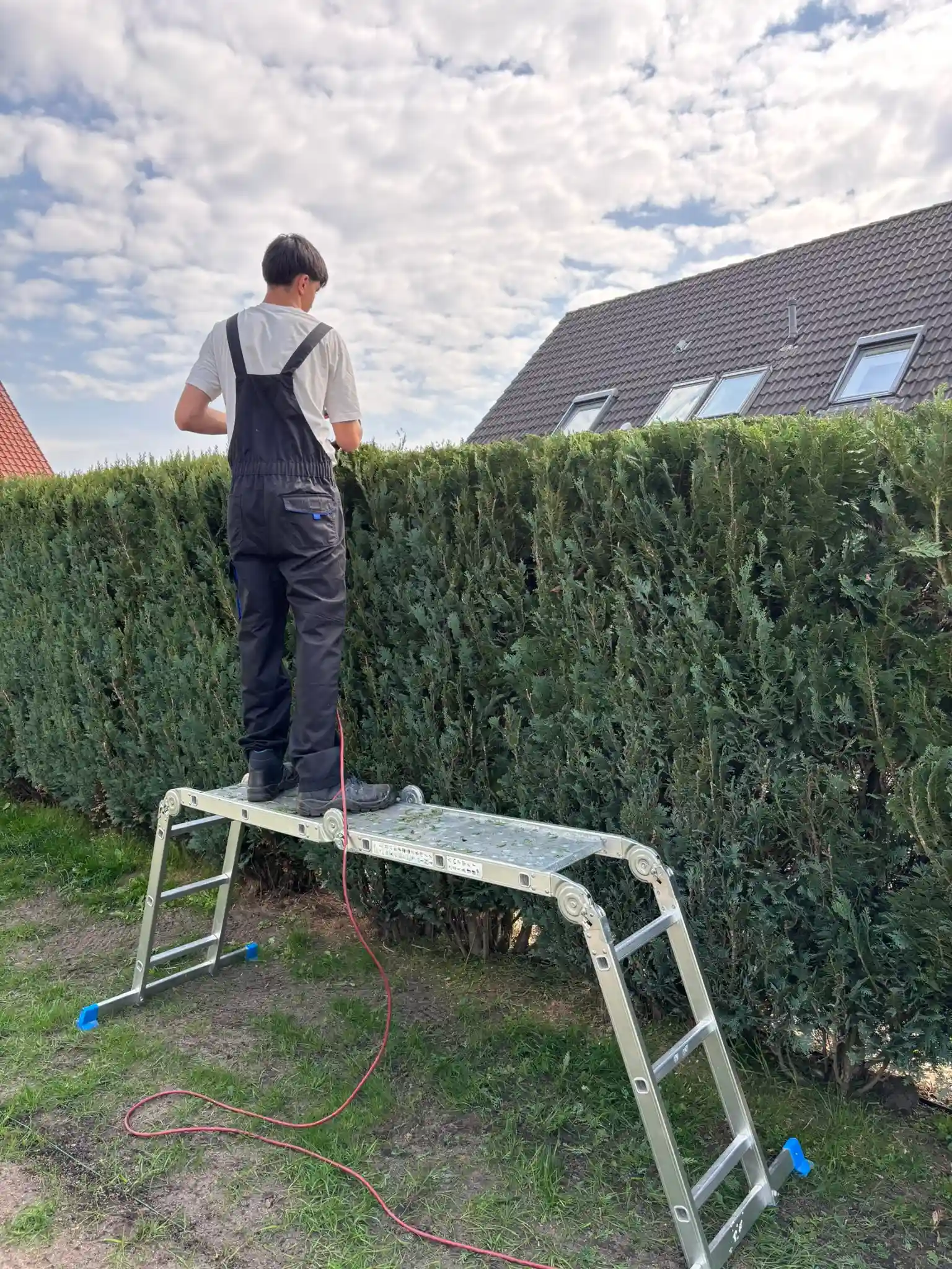 Hecke wird geschnitten